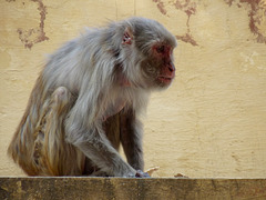 Jaipur- Rhesus Macaque