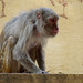 Jaipur- Rhesus Macaque