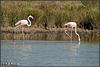 Carmargue Flamingos