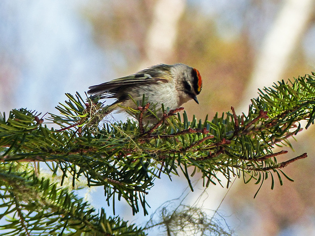 Day 6, Golden-crowned  Kinglet, Tadoussac