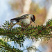 Day 6, Golden-crowned  Kinglet, Tadoussac