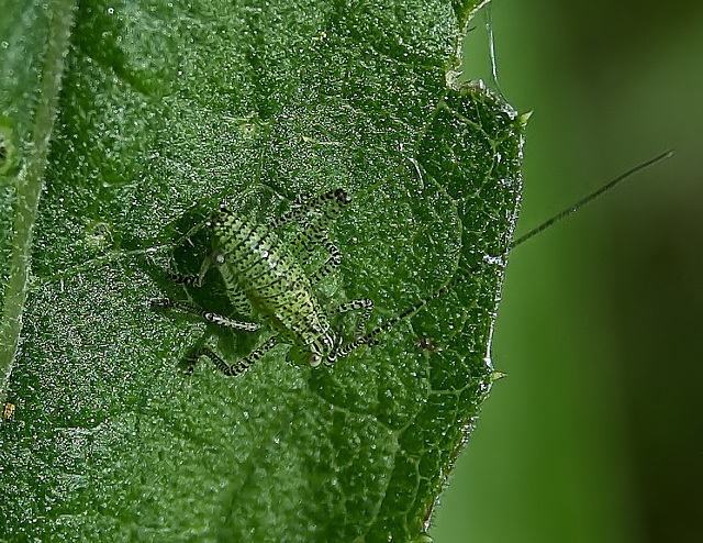 Larvae of a Large Green Grasshopper