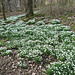 Snowdrops By The Clyde