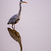 heron at RSPB Burton Wetlands - Copy