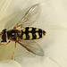 IMG 5584Hoverfly
