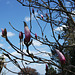 Le magnolia du jardin