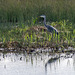 Heron at the marsh covert hide