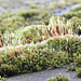 Ordinary Moss (Brachythecium rutabulum)