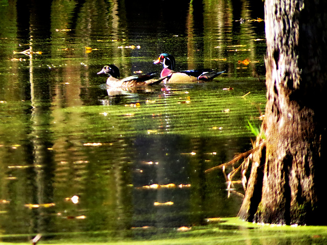 A pair of Wood Ducks
