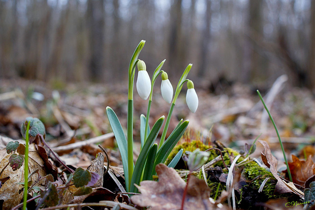 Forest snowdrops