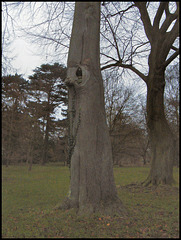 spooky tree creature