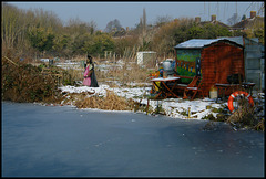 canalside allotment in winter