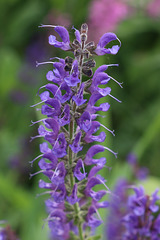 Purple rows (Salvia)