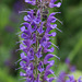 Purple rows (Salvia)