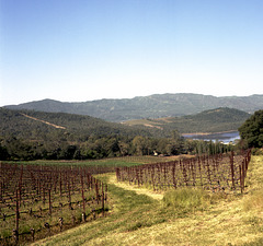 Orderly Hillside Vineyard