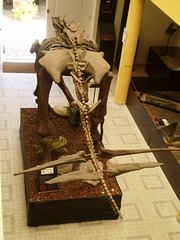 Replica of Dacentrurus armatus skeleton (upper jurassic period).