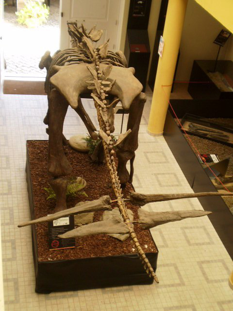 Ipernity Replica Of Dacentrurus Armatus Skeleton Upper Jurassic