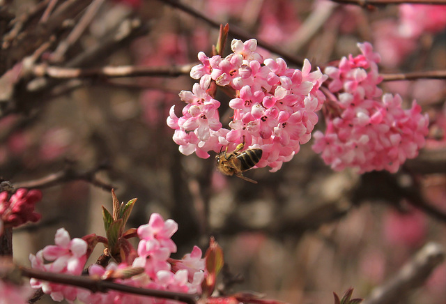 abeille de sortie.... le printemps frémit