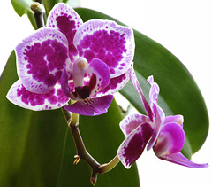 "Happy Rose" Phalaenopsis orchid.