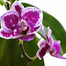 "Happy Rose" Phalaenopsis orchid.