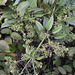 20191208-0382 Rubia cordifolia L.