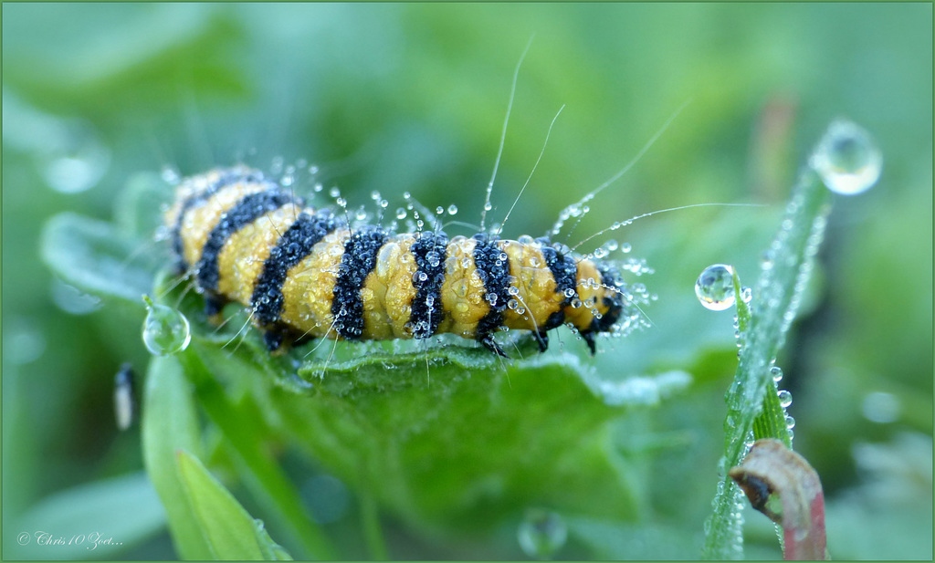 Caterpillar from the Cinnabar moth ~ Sint Jacobsvlinder (Tyria jacobaeae)