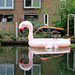 IMG 9279-001-Flamingo