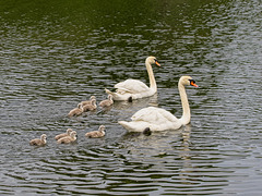 Swans with Cygnets (Update) (+PiP)