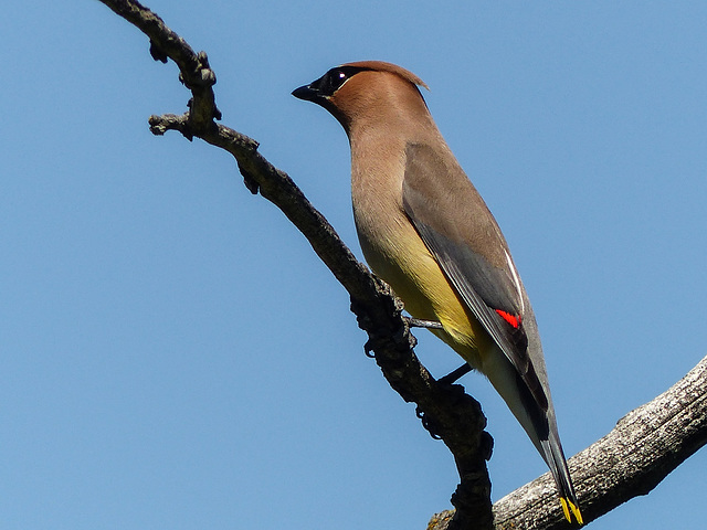 Cedar Waxwing / Bombycilla cedrorum