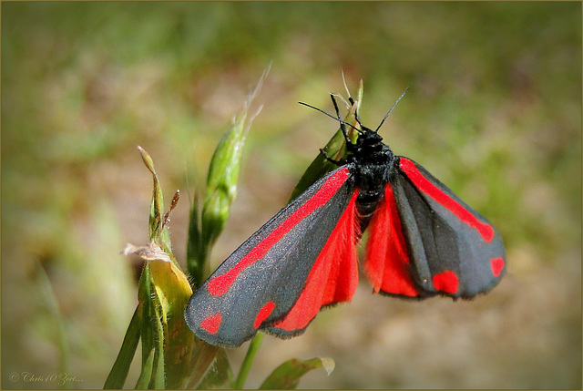 Cinnabar moth ~ Sint Jacobsvlinder (Tyria jacobaeae) with open Wings...