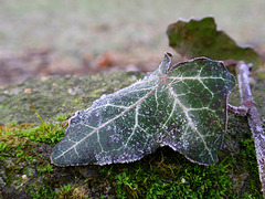 Frozen Ivy Leaf