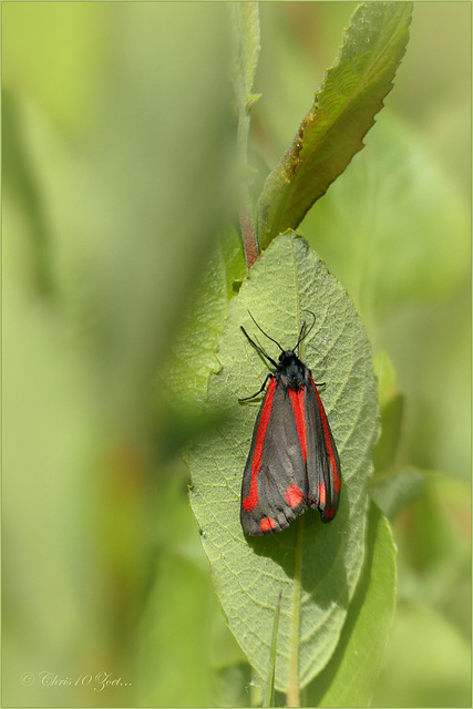 Cinnabar moth ~ Sint Jacobsvlinder (Tyria jacobaeae) ...