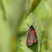 Cinnabar moth ~ Sint Jacobsvlinder (Tyria jacobaeae) ...