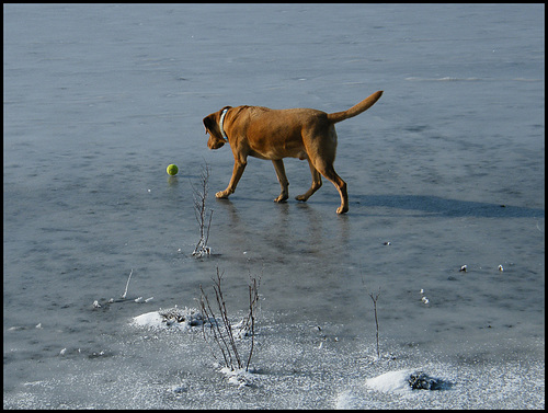 labrador on ice