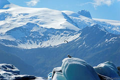 Möven am Jökulsárlón Glacier Lagoon - P.i.P. (© Buelipix)