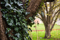 Ivy Strangling a Tree