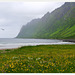 Ersfjord - flowers and gull