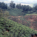 Ab hier beginnen die Teeplantaschen im Hügelland von Sri Lanka ( Ceylon Tea )