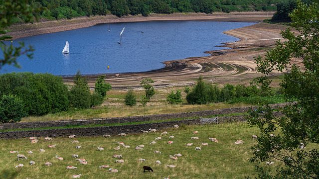 Torside Reservoir with Sheep and Yachts