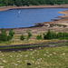 Torside Reservoir with Sheep and Yachts