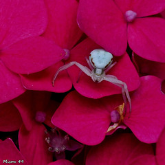 Dans mon jardin