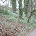 Snowdrops By The Clyde