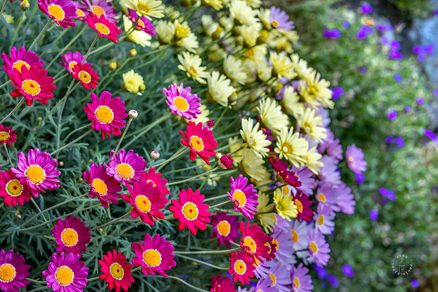 Blumenfarben ++ flowers colors