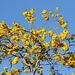 258/365 Spring Yellow
