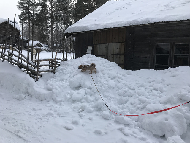 Jamtli - Elsa in the snow