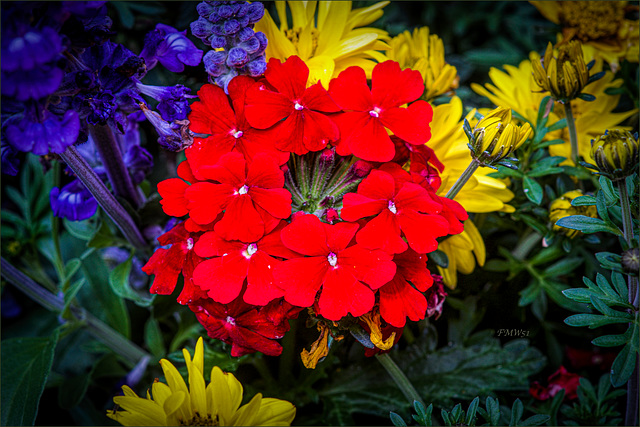 Red Ring - on yellow and blue flowers with green leaves