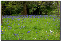 Bluebells at the park