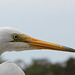 260/365 Egret