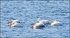 Pelicans at Lac La Hache, BC