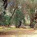 Ancient olive grove, Corfu
